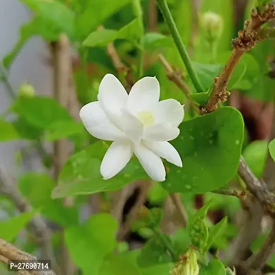 Zomoloco Arabian Jasmine Double Petal Live Flower-thumb0