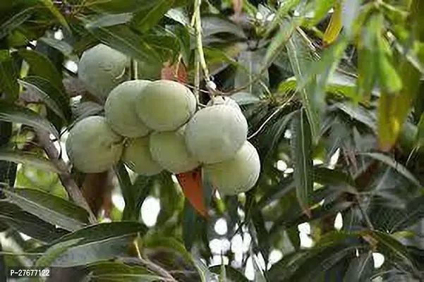 Zomoloco Mangomodel Nameau Rumani Plant Mango P