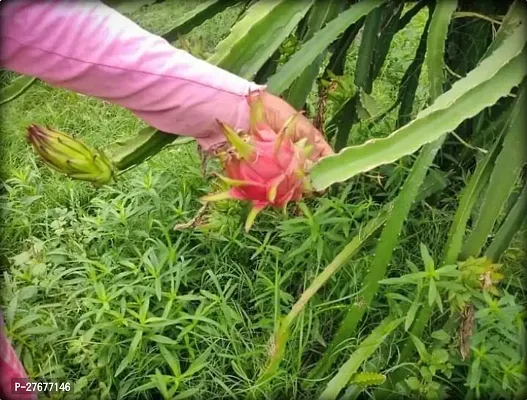 Zomoloco Live Dragon Fruit Plant Jumbo Pink Drago