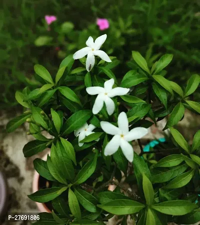 Zomoloco Jasmine Crepe Jasmine Chinese Tagor Nig