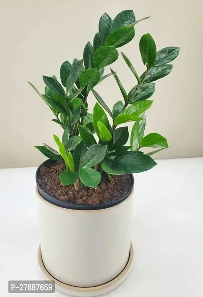 Zomoloco Live Air Purifying Indoor Zz Zamioculcas-thumb0