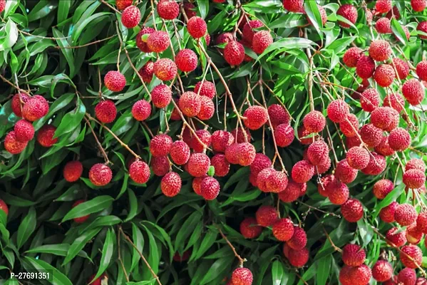 Zomoloco Air Layered Hybrid Elachi Litchi Plant Li-thumb0