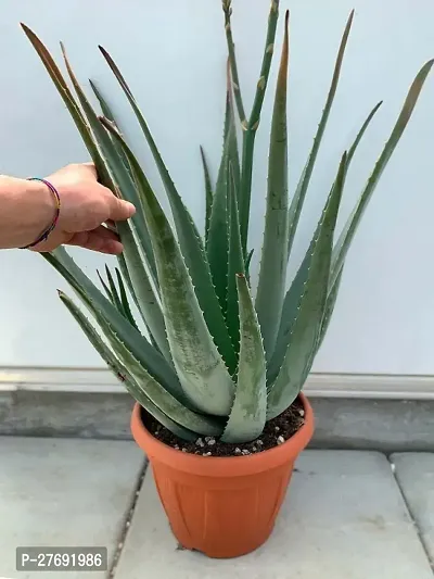 Zomoloco Aloe Vera Live Plantcf19 Aloe Vera Plan-thumb0