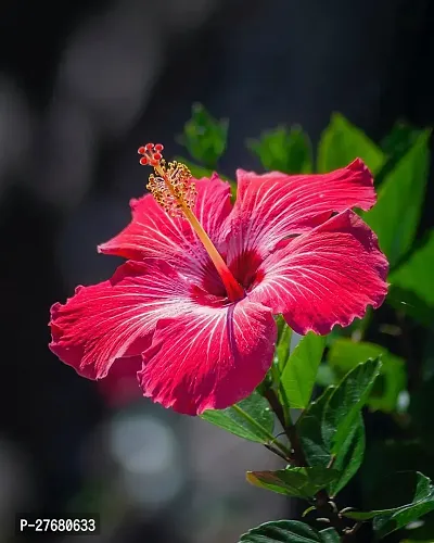 Zomoloco Hibiscus Red Live Flower Plant Disha900