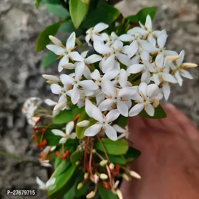 Zomoloco Trothic Ixora Chethi White Plant Live Flo-thumb0