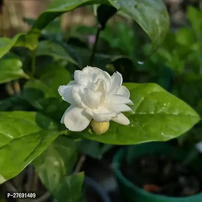 Zomoloco Arabian Jasmine Double Petal Live Flower