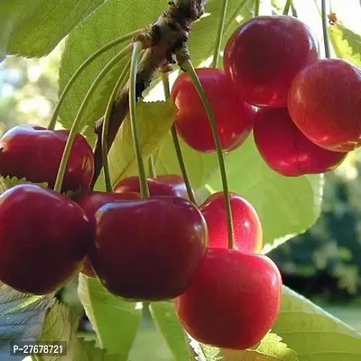 Zomoloco Cherry Plant Cherry Fruit Plant-thumb0