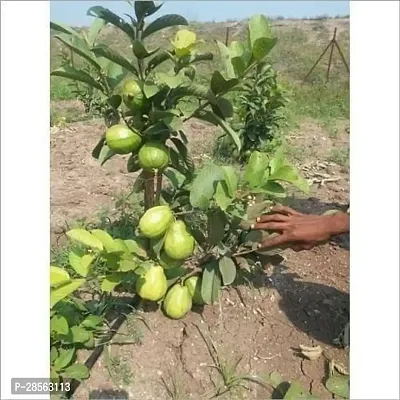 Zomoloco Guava Plant fruit04-thumb2