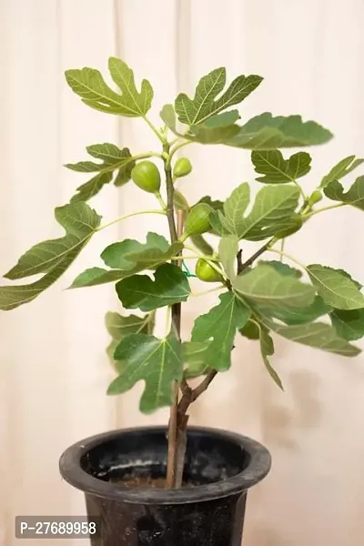 Zomoloco Turkish Fig Live Plant Produced By Air La