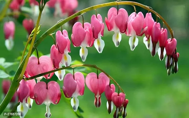 Zomoloco Live Rare Bleeding Heart Vine Red Clerod-thumb0