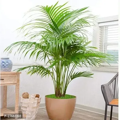 Zomoloco Kentia Palm Plant Areca Palm-thumb0