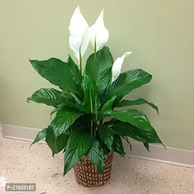 Zomoloco Peace Lily Or Spathiphyllum Live Plant Wh-thumb0