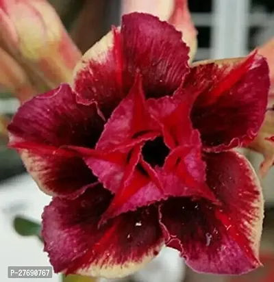 Zomoloco Air Layered Adenium Desert Roses Red Col