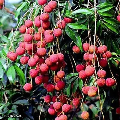 Zomoloco Air Layered Hybrid Late Seedless Litchi P