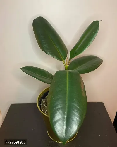 Zomoloco Live Rubber Plant For Indoor Home Decorat