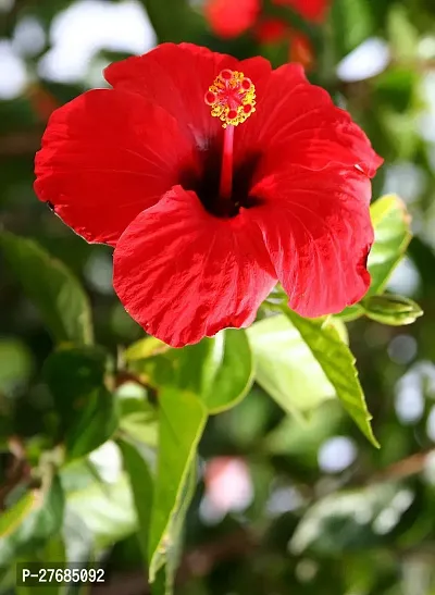 Zomoloco Hibiscus Plantcfa198 Hibiscus Plant-thumb0