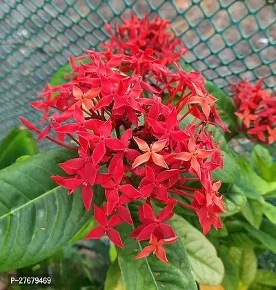 Zomoloco Trothic Ixora Chethi Red Plant Live Flowe-thumb0