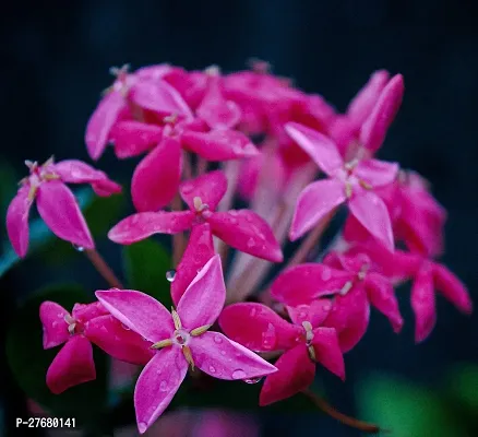 Zomoloco Trothic Ixora Chethi Red Plant Live Flowe-thumb0