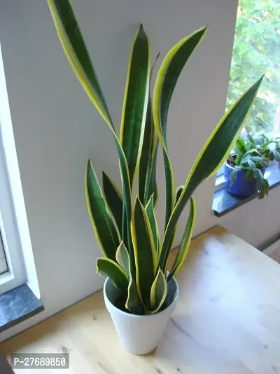 Zomoloco Snake Plant For Home Decorations Best For-thumb0