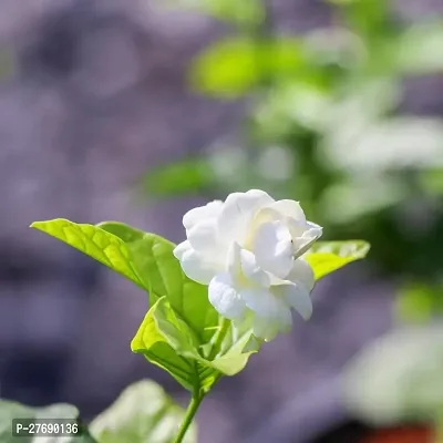 Zomoloco Arabian Jasmine Double Petal Live Flower