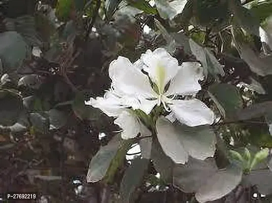 Zomoloco Kanchan Bauhinia Acuminata White Flower-thumb0