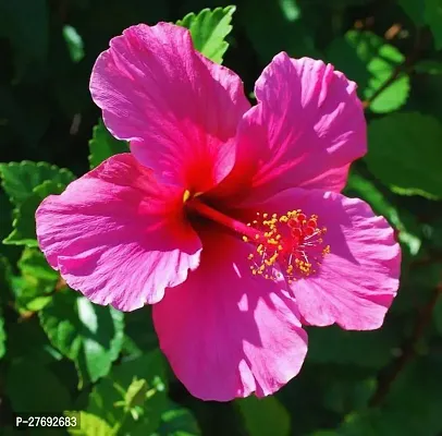 Zomoloco Hibiscus Pink Plant Cf075 Hibiscus Plan-thumb0