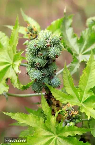 Zomoloco Castor Bean Plant CASTOR BEAN PLANT-thumb0