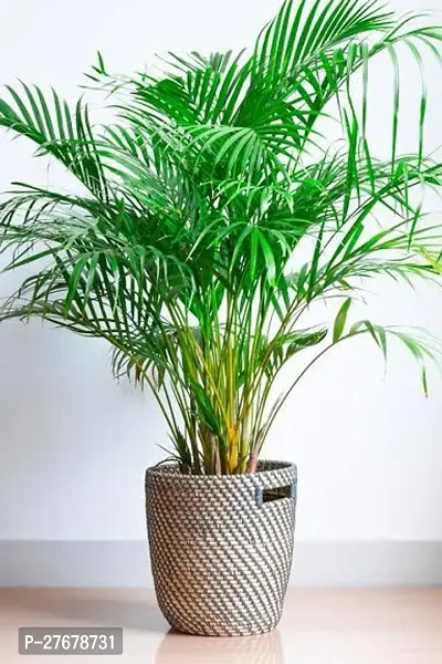 Zomoloco Areca Palm Plant Areca Plam