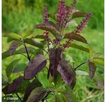 Zomoloco Shyama Tulsi Plant Tulsi Plant-thumb0