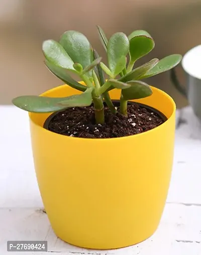 Zomoloco Jade Live Plant For Indoor Decorationcf0-thumb0