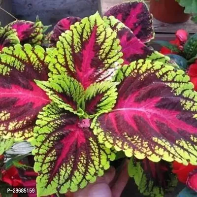 Zomoloco Coleus Plant Green Pink Coleus Ornamental Plant With Pot-thumb0