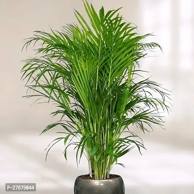 Zomoloco Plam Arica Areca Palm-thumb0