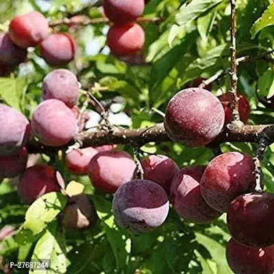 Zomoloco Exotic Live Grafted Plum Aalu Bukharaal