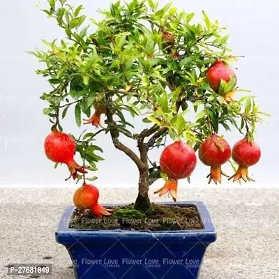 Zomoloco Ph11 Pomegranate Plant-thumb0