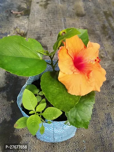 Zomoloco Orange Hibiscus Plant Hibiscus Plant-thumb0