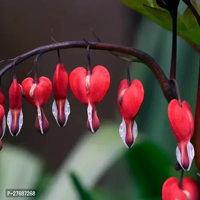 Zomoloco Live Rare Bleeding Heart Vine Red Clerod