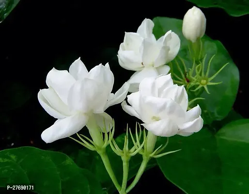 Zomoloco Arabian Jasmine Double Petal Live Flower-thumb0