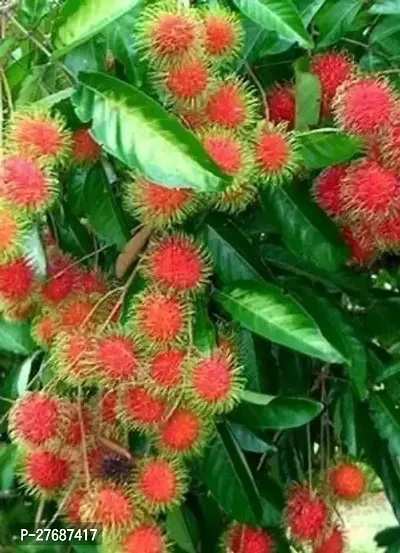 Zomoloco Rare Red Rambutan Hybrid Exotic Fruit See