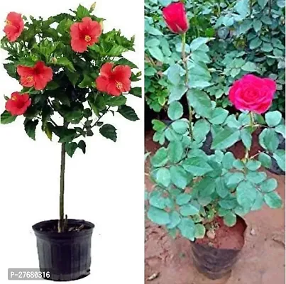 Zomoloco Rose Hibiscus Combo Plant Rose Plant-thumb0