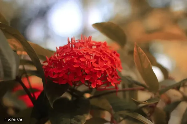 Zomoloco Trothic Ixora Chethi Red Plant Live Flowe