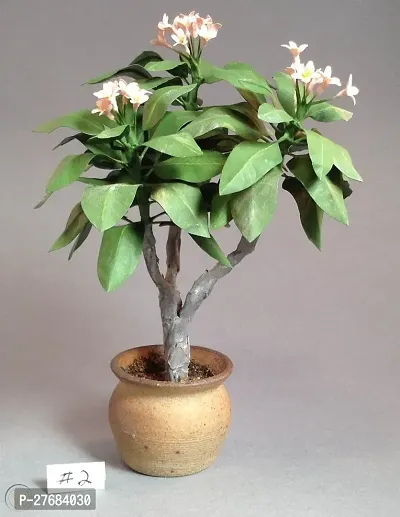 Zomoloco Plumeria Plant A151 Plumeria Plant-thumb0