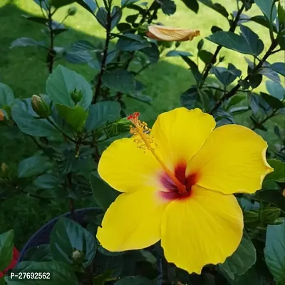 Zomoloco Hibiscus Yellow Plant Cf70059 Hibiscus-thumb0