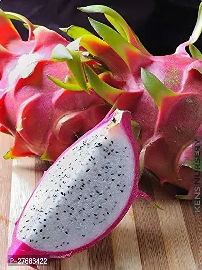 Zomoloco Dragon Fruit Plant25 Dragon Tree