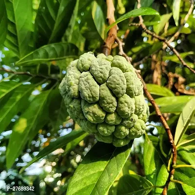 Zomoloco Custard Apple Live Plant Cf2007223 Cust-thumb0