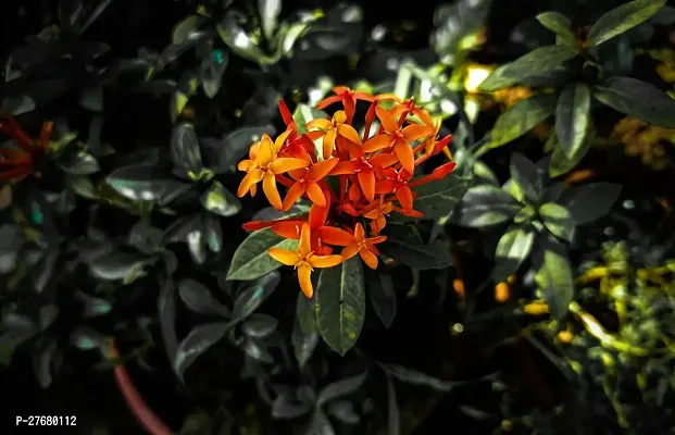 Zomoloco Trothic Ixora Chethi Red Plant Live Flowe-thumb0