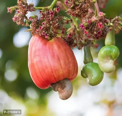 Zomoloco Hybrid Rare Grafted Cashew Apple Kaju F-thumb0