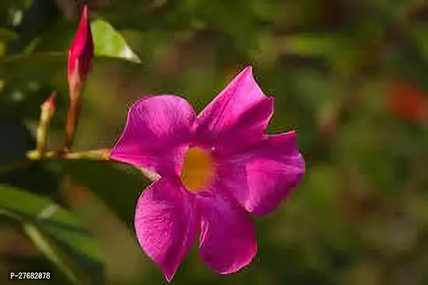 Zomoloco Mandevilla Deep Pink Flower Plant Mandevi-thumb0