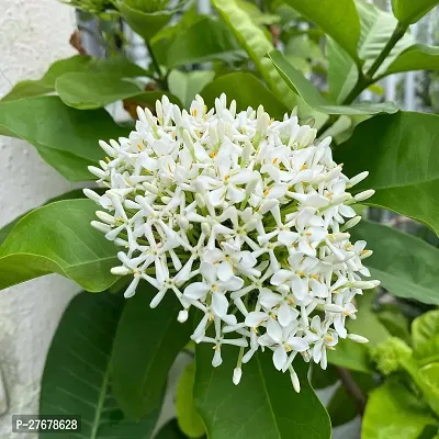 Zomoloco Trothic Ixora Chethi White Plant Live Flo-thumb0