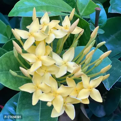 Zomoloco Trothic Ixora Chethi Yellow Plant Live Fl