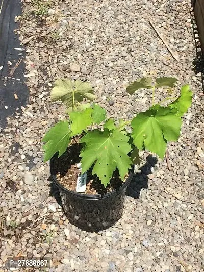 Zomoloco H411 Grapes Plant-thumb0